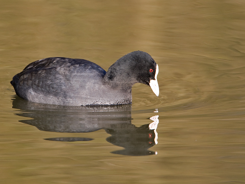 Fulica atra Common Coot Meerkoet